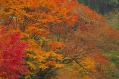 夫婦で紅葉狩り