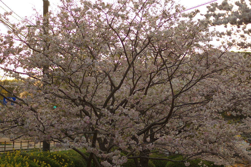 夕暮れ花見