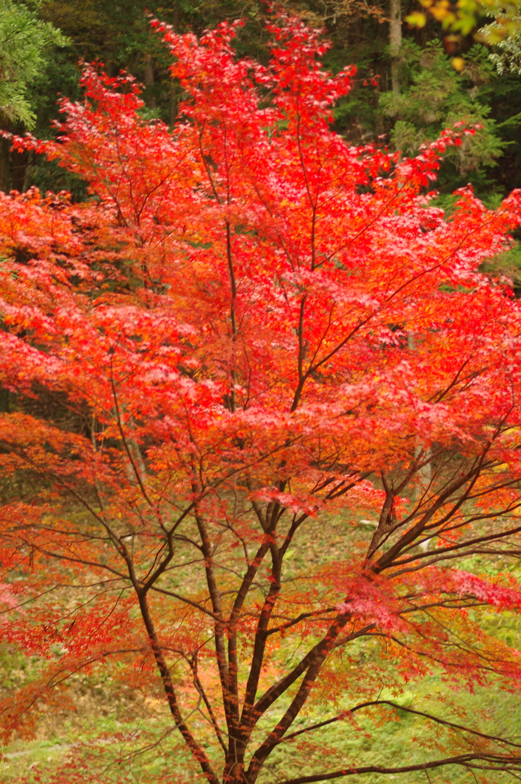 紅葉狩り２０２１