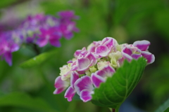 庭紫陽花