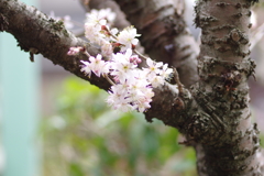 庭の桜