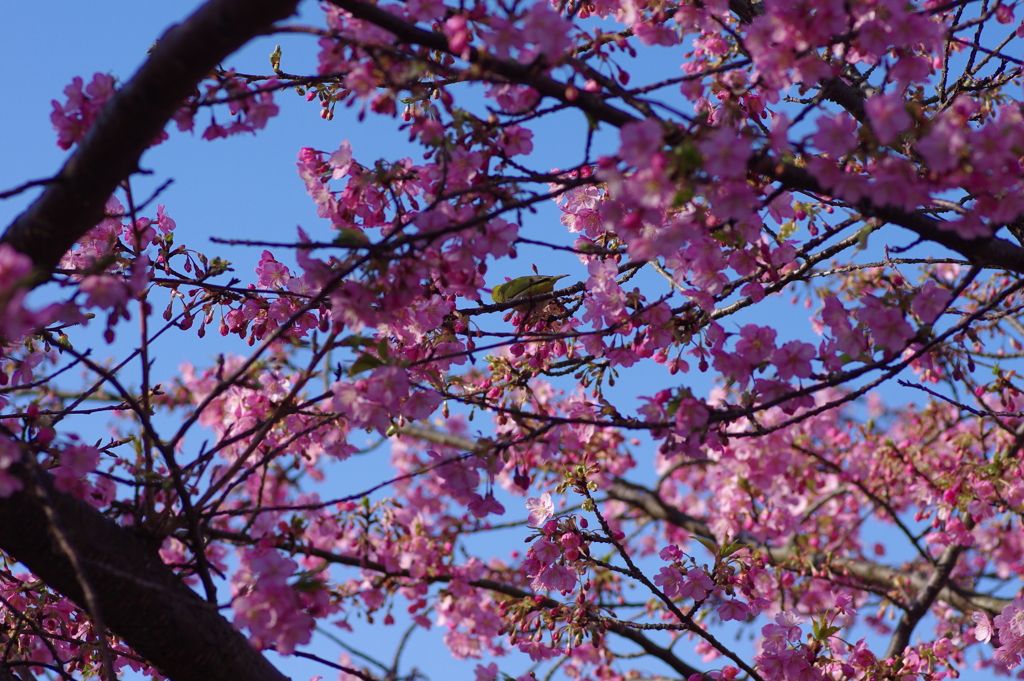 河津桜2020