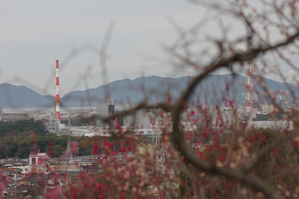 仕事帰りに梅園散策