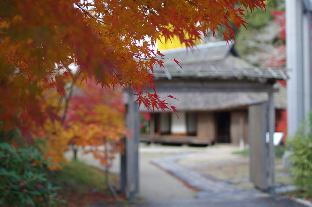 伊藤公記念公園の紅葉