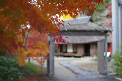伊藤公記念公園の紅葉