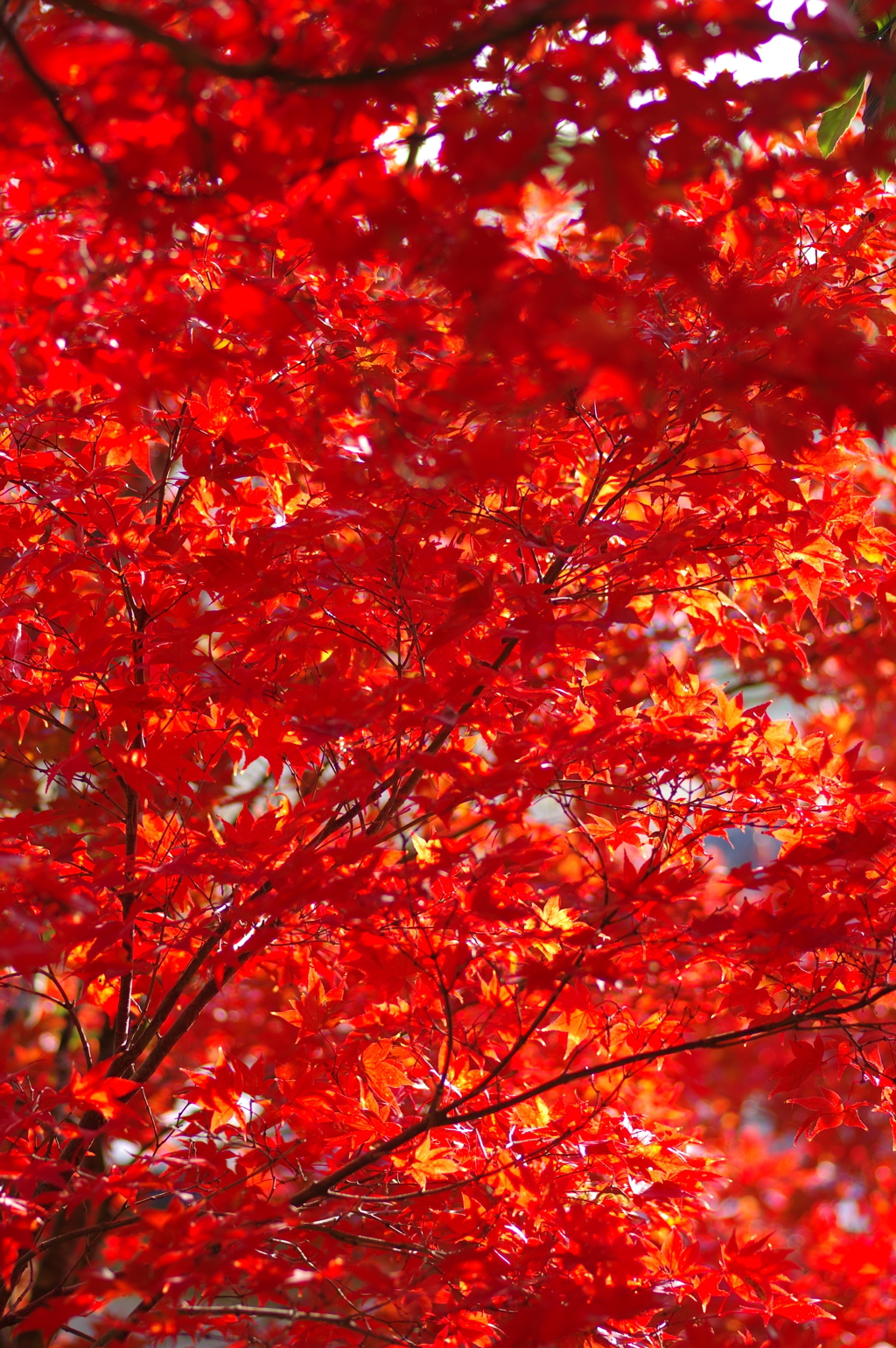 伊藤公記念公園の紅葉