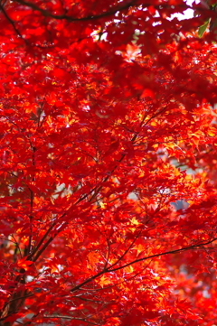 伊藤公記念公園の紅葉