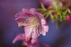 河津桜2020