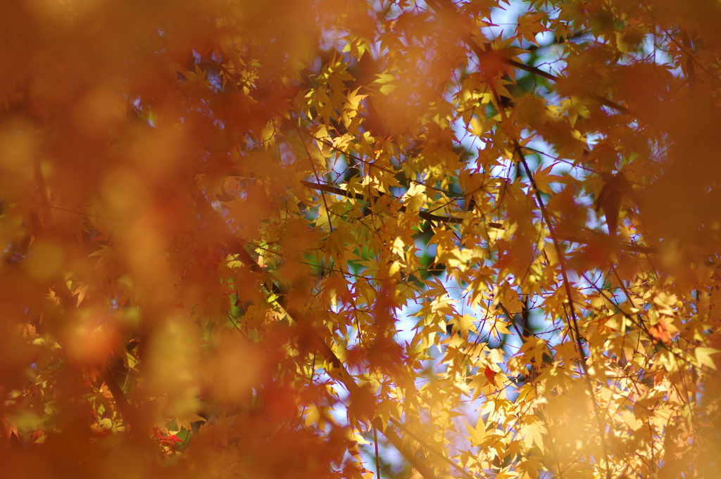 伊藤公記念公園の紅葉