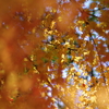 伊藤公記念公園の紅葉