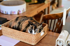 山猫軒