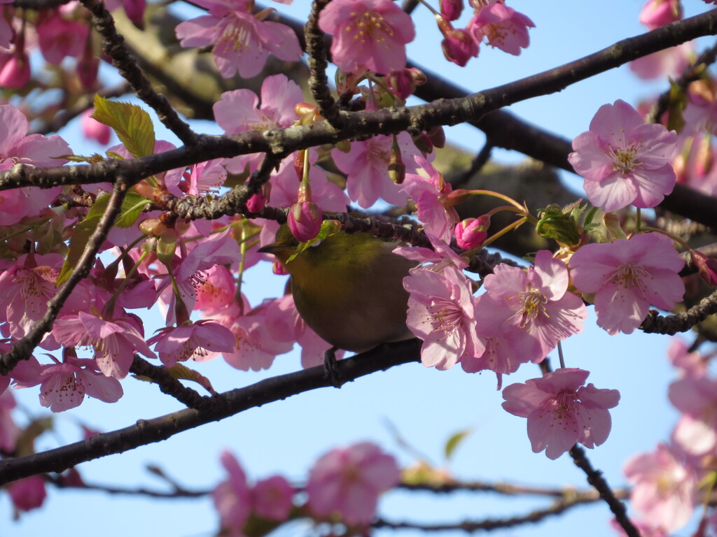 河津桜とメジロ