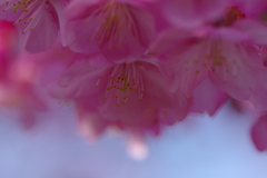 河津桜2020