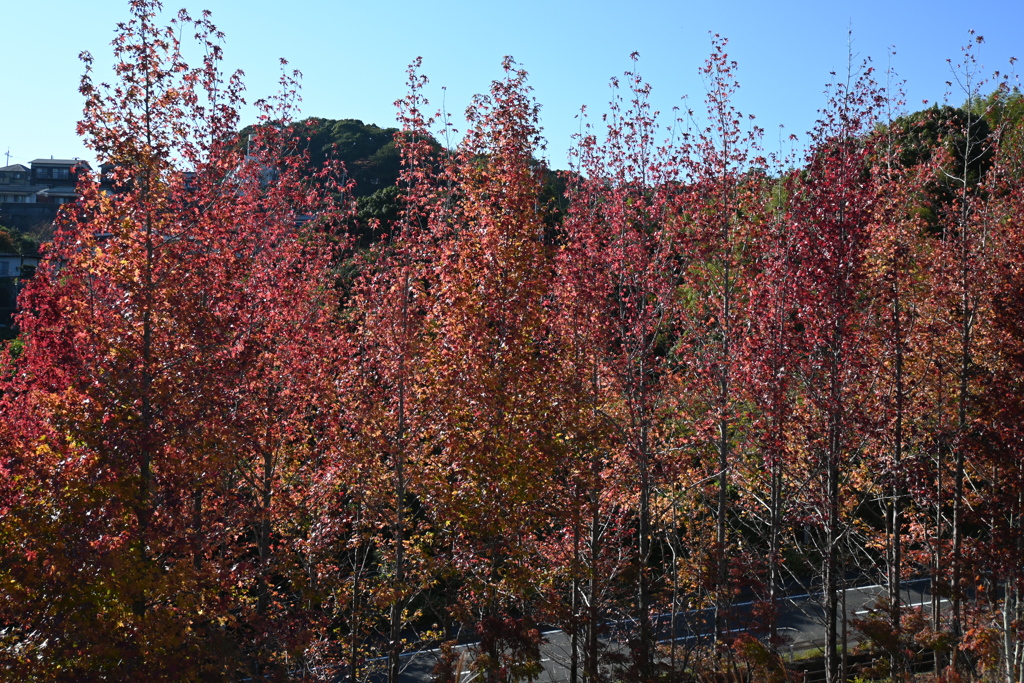 スポーツ公園内でウォーキング撮影