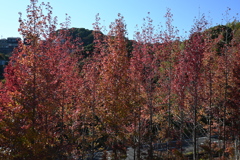 スポーツ公園内でウォーキング撮影