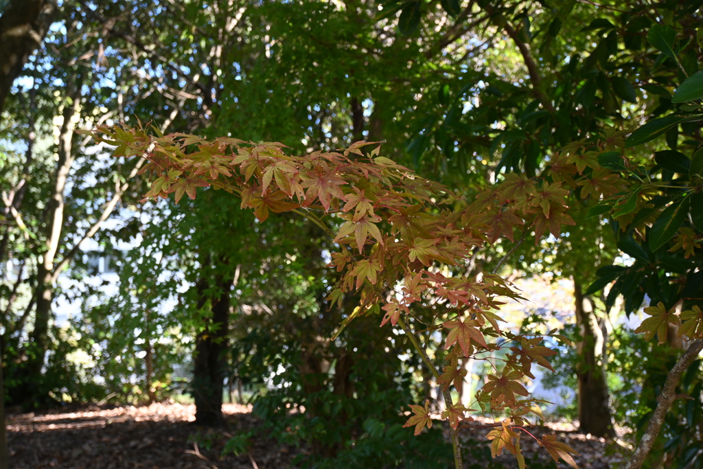 初めての一眼と紅葉W