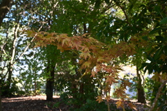 初めての一眼と紅葉W