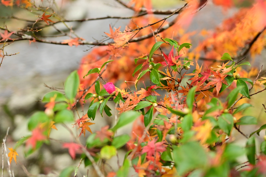 夫婦で紅葉狩り
