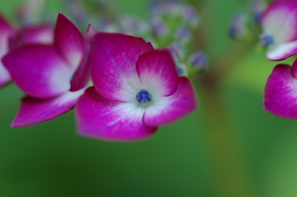 紫陽花開花