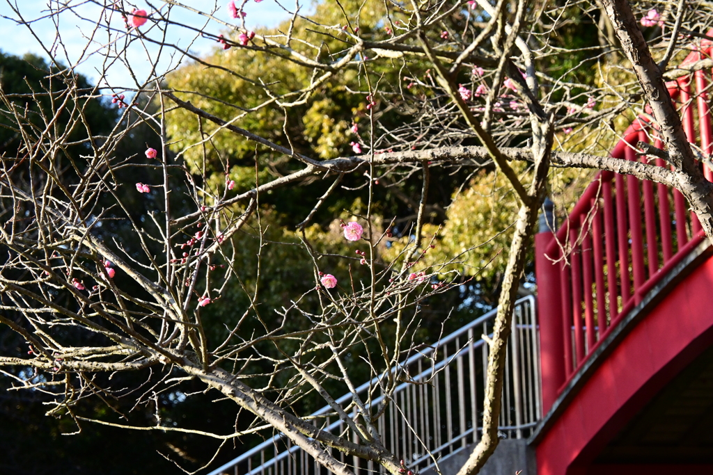 冠梅園