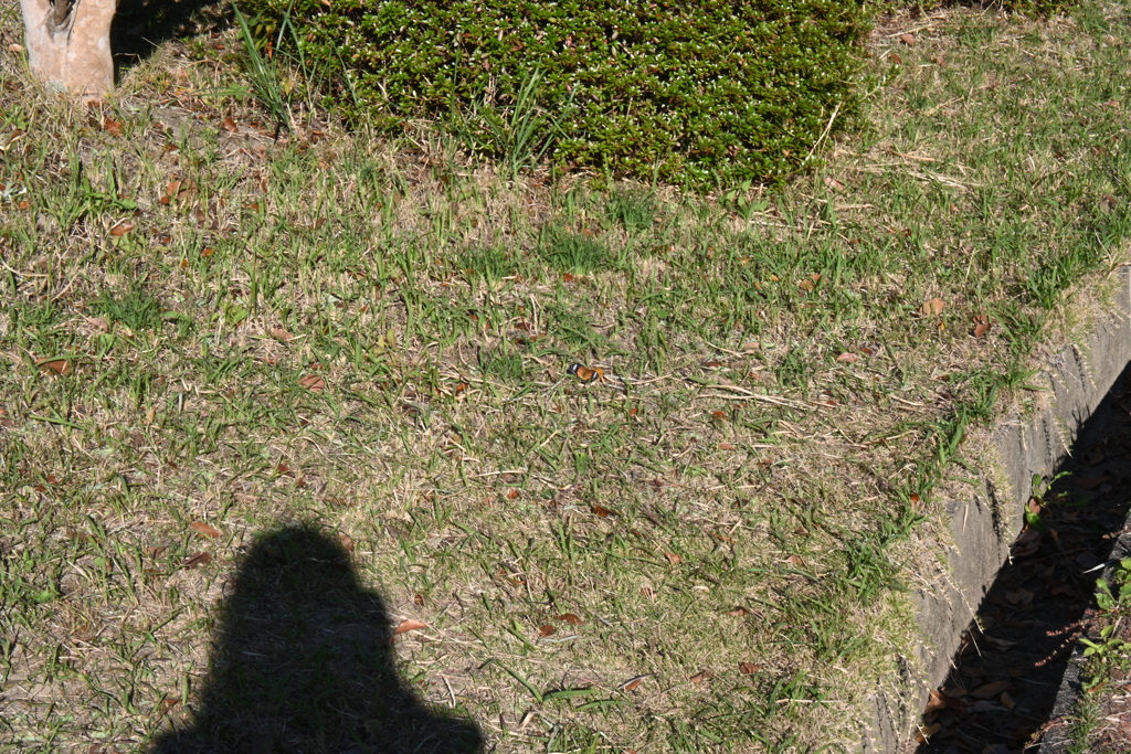 スポーツ公園内でウォーキング撮影