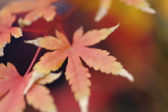 実家庭の紅葉