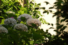 庭紫陽花