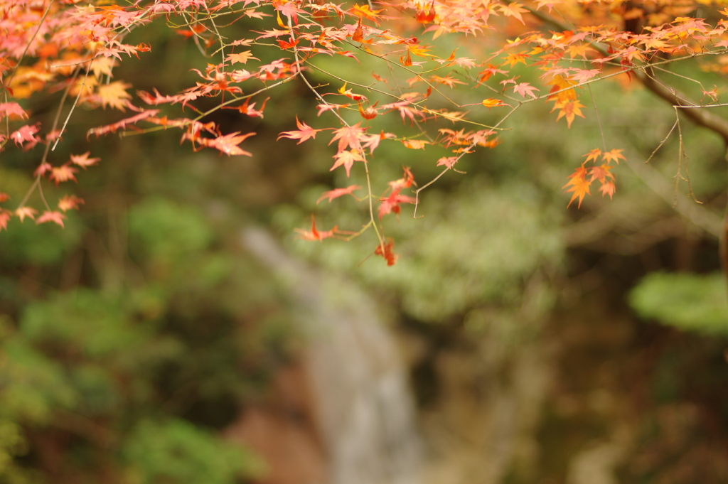 紅葉狩り２０２１