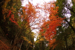 紅葉狩り２０２１