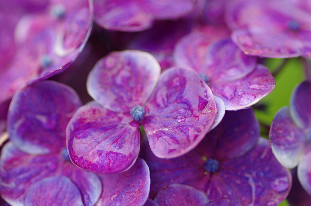 雨上がり紫陽花