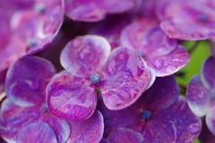 雨上がり紫陽花