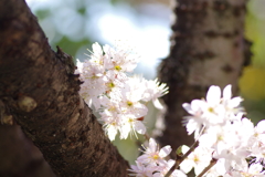 庭桜