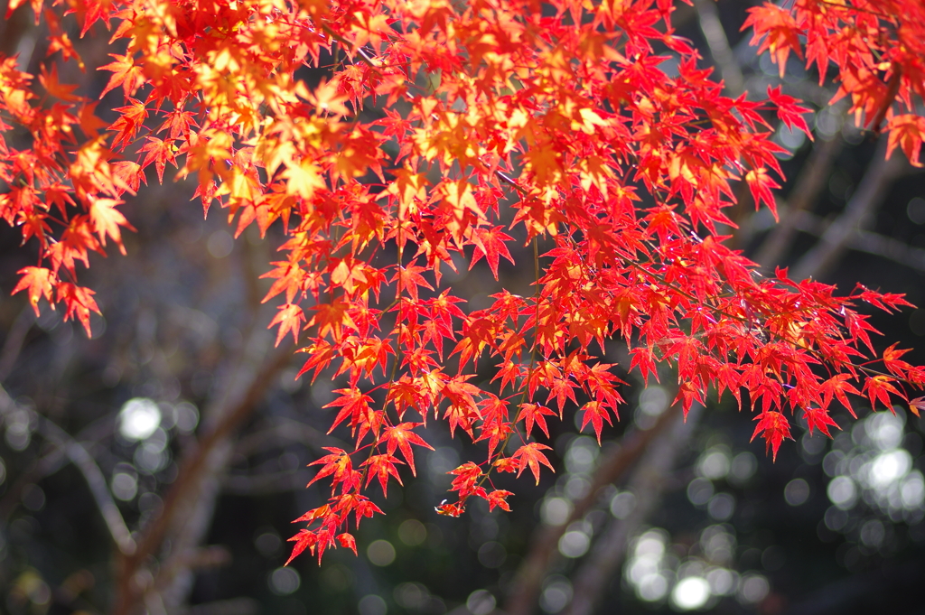 伊藤公記念公園の紅葉
