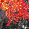 伊藤公記念公園の紅葉