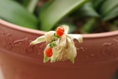 車から降りたら赤い実