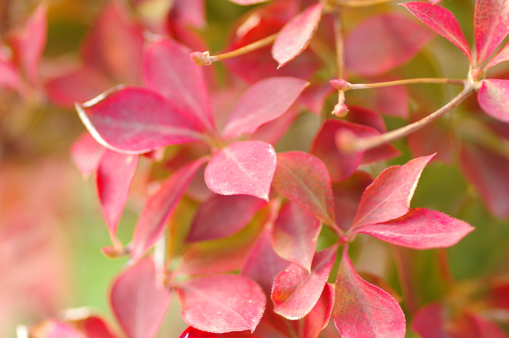 実家庭の紅葉