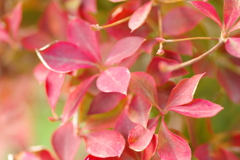 実家庭の紅葉