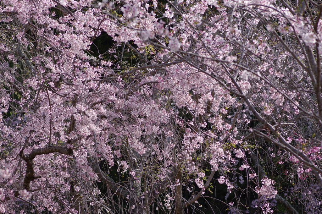 サクラサク別日