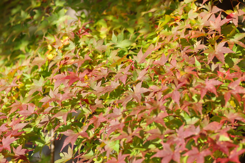 伊藤公記念公園の紅葉