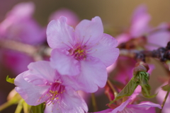 河津桜2021