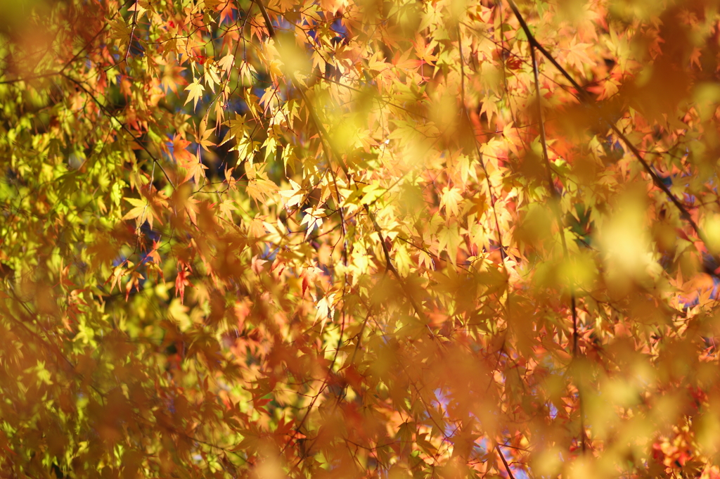 伊藤公記念公園の紅葉