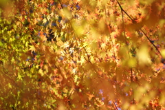 伊藤公記念公園の紅葉