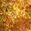 伊藤公記念公園の紅葉