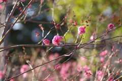 冠梅園