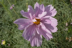 親子で秋桜撮影