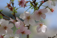 今年の桜は見頃が撮れず
