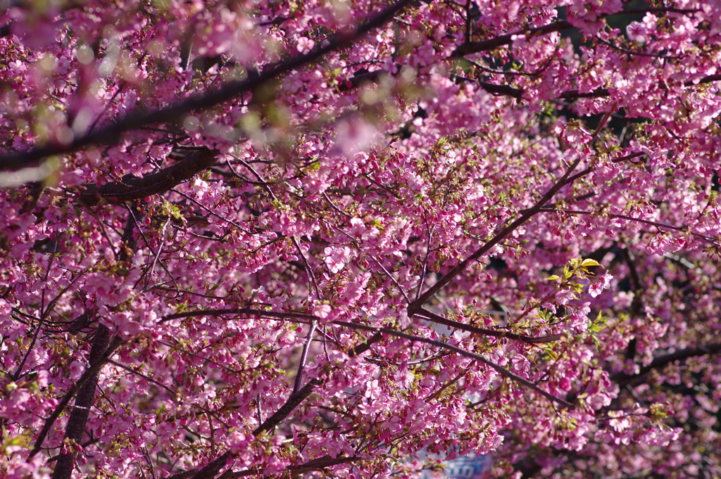 河津桜2020