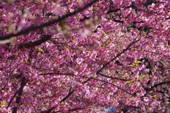 河津桜2020