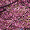 河津桜2020
