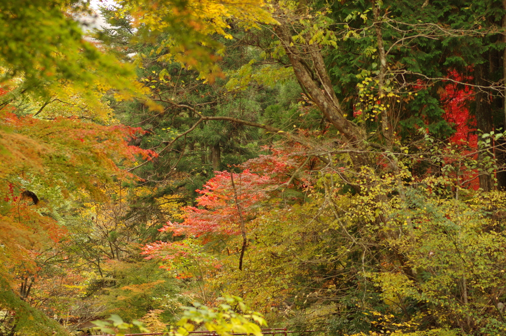 紅葉狩り２０２１